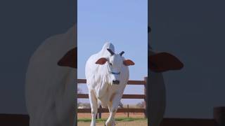 La Vaca Más Cara del Mundo Viatina un Récord de Millones [upl. by Ais]