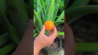 A great tip to help with aloe vera shorts aloevera [upl. by Hamas]