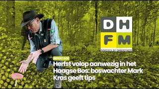 Herfst volop aanwezig in het Haagse Bos boswachter Mark Kras geeft tips  Reportage  Den Haag FM [upl. by Meesaw]