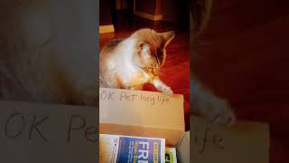 Old cat box playing [upl. by Ranger]