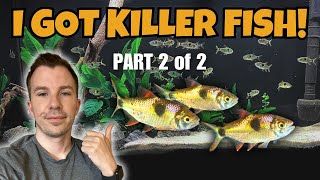 I GOT BUCKTOOTH TETRAS  PART 2 OF 2  KILLER FISH FEEDING [upl. by Asen]