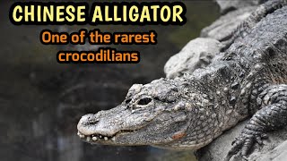 Chinese alligator Facts amp info [upl. by Uwkuhceki]