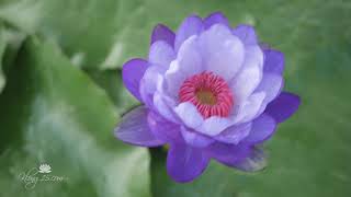 Nymphaea gigantea Betty Lou ISG Waterlily Wahgarden Thailand [upl. by Yrannav]