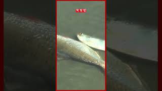 নিষিদ্ধ মশারি জালে ইলিশ নিধনের মহোৎসব ilish net fishermen fishing somoytv shorts reels [upl. by Rehpotirhc617]