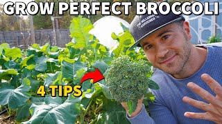 These 4 Tips Will GUARANTEE You Perfect Broccoli Heads [upl. by Fording]