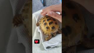 Trunky the Horsefield Tortoiselove you Mama veronikakoleva2372 shorts short love pets cute [upl. by Iew240]