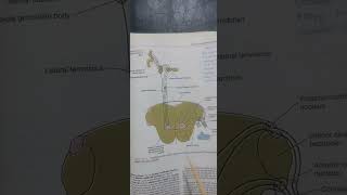 PONSgrossInternal structureTS at facial colliculusTS at trigeminal nucleineuroanatomy [upl. by Nyladnor]