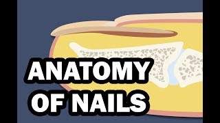 INTEGUMENTARY SYSTEM YOUR NAILS [upl. by Lebbie]