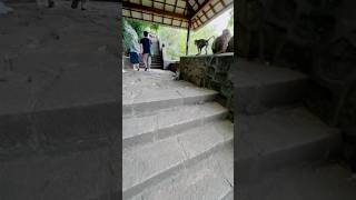 “Cave temple dambulaThere are many monkeys here shorts travelvlog shortsviral subscribe [upl. by Remat]