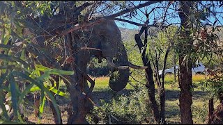 Elephant bull in the carpark [upl. by Telimay]