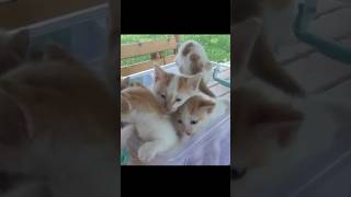 kittens mewing to cuteness All talking together kitten cat cutecat [upl. by Cara]