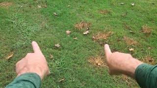 How to Kill Crabgrass FAST without Killing the Lawn [upl. by Kirstyn464]