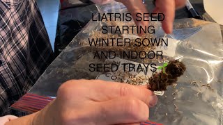 LIATRIS SEED STARTING USING WINTER SOWING METHOD AND INDOOR TRAY ON HEAT MAT AND LIGHTS🌱 [upl. by Opalina]