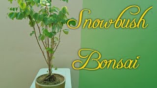 How to make Snowbush Plant Bonsai [upl. by Gala540]