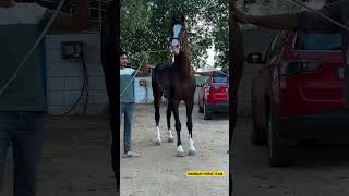 Stallion Bharat Dhawaj 🐴 Sire by Stallion Great Gambler shorts viral trending ytshorts [upl. by Ahsenot576]