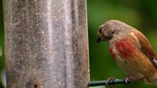 Linnet on a Bird Feeder  Common Linnets  Canto Del Pardillo  Wildlife in Cornwall [upl. by Shaefer387]