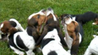 Basset Hound puppies howling [upl. by Stover]