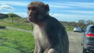 Longleat Safari Park UK 2023 [upl. by Pinto863]