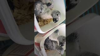 it is a scarlet headed parrot chicks shorts youtubeshorts fireworks viral birds canarysinging [upl. by Eessac68]