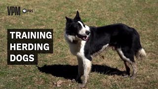 Herding Dogs Are an Invaluable Addition to Farms and Ranches [upl. by Mcquillin]