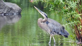 Great Blue Heron Green Heron amp A Hawk At The Pond A Short Story birds birdwatching [upl. by Aiset881]