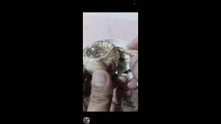 RUBEN TV OFFICIAL is live Peeling duck egg  Balut Pinoy street foods peeling eggbalut ASMR [upl. by Orag295]