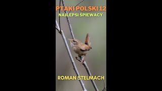 Ptaki Polski 12 Najlepsi śpiewacy [upl. by Even689]