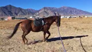 Lunging horse in side reins [upl. by Salomie]