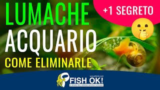 🐌 Lumache in Acquario Come eliminare quelle infestanti [upl. by Zennas]