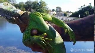 Male iguanas MATING [upl. by Atsev]