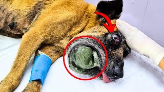 A dog with a deformed face suffered silently until a miracle changed her life forever [upl. by Sadonia]