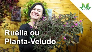 Ruélia ou PlantaVeludo [upl. by Esteban]