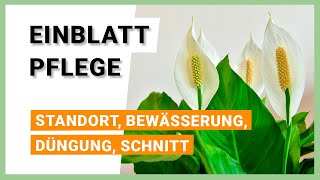 Einblatt Spathiphyllum Pflege Standort Bewässerung Düngung amp Schnitt [upl. by Nilra]