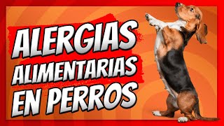 🔥 Alergias Alimentarias en PERROS ¿Cómo Saber Si Mi Perro Tiene Una Alergia Alimentaria [upl. by Aneba]