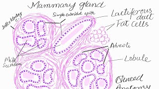 Lets learn to draw histology diagram of mammary gland [upl. by Uriel]