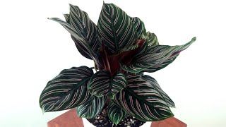 How to Grow Calathea Ornata Pinstripe Potting soil mix and Care [upl. by Danny137]