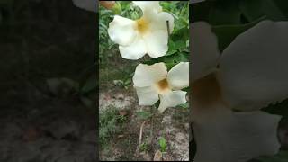 White allamanda plants 🤍🤍🌼gardenplantsgardenflowers whiteallamandaplantsflowers ytshort [upl. by Pentha571]