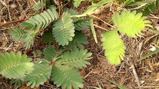 Explore the shy plant Touch Me Not Mimosa pudica [upl. by Namrac]