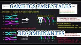 ALELOS EN ACOPLAMIENTO Y EN REPULSIÓN EN DOBLE HETEROCIGOTO [upl. by Nellahs]