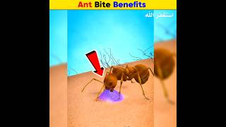 Ant Bite Benefits  Arslan Speaks shortsfeed amazingfacts facts ants [upl. by Alikat933]