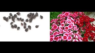 Collect Dianthus Seeds  How to harvest Dianthus Seed  English [upl. by Morell]