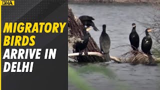 Migratory birds continue to arrive at Yamuna Biodiversity Park in Delhi [upl. by Limemann]