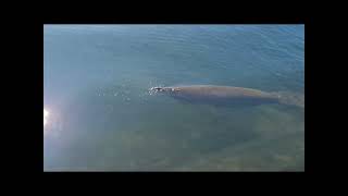 Manatee Cruising the Biscayne Bay Miami 🐟🔔 manatee snorkeling miami [upl. by Eleonore]