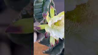 Spiralis cactus is blooming cactus flower cactus [upl. by Hsu]