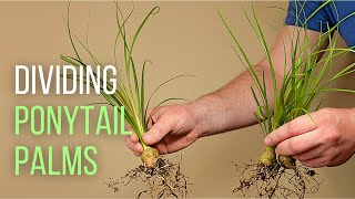 Splitting up Ponytail palm babies [upl. by Baal]