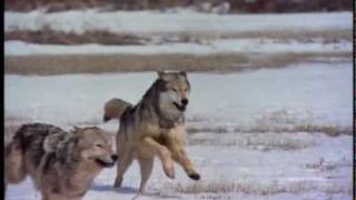 DVD  LES LOUPS  CROYANCE ET FASCINATION [upl. by Attevad406]