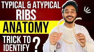 ribs anatomy identification  typical ribs anatomy  atypical ribs anatomy  true and false ribs [upl. by Aken]