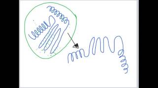 Domains Motifs and Turns Lecture 3 [upl. by Zeuqirdor]