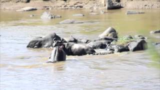 Hippo interferes with crocodile kill during Great Migration [upl. by Cheyney30]