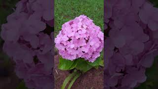 hortênsia rosaHydrangea macrophyllabeutifull flowers nature andersonmalu [upl. by Drwde]